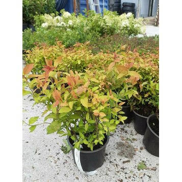 SPIRAEA JAPONICA ´GOLD FLAME´, 10-15