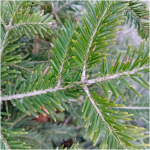 ABIES NORDMANIANA, K80, 175-200