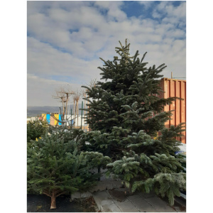 ABIES NORDMANNIANA 175/200