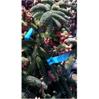 ABIES NUMIDICA