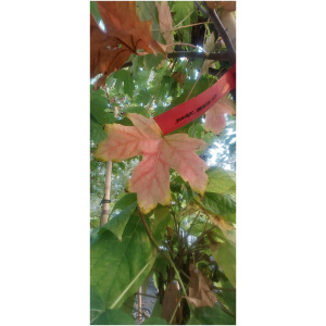 ACER FREMANII JEFERSON RED