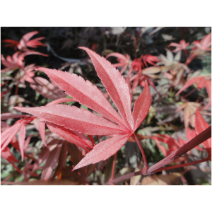 ACER PALMATUM ´BI-HOO´ 100 cm