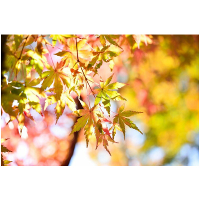 ACER PALMATUM ´ORANGE DREAM´