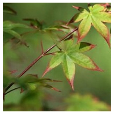 ACER PALMATUM ´ORANGE DREAM´