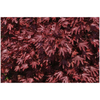 ACER PLAT. ´CRIMSON KING´