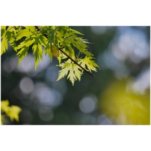 ACER SACCHARINUM