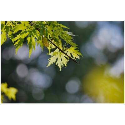 ACER SACCHARINUM