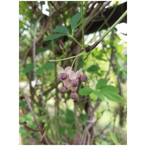 AKEBIA QUINATA ´CREAM FORM´