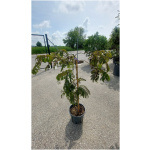 ALBIZIA JULIBRISSIN CHOCOLATE FOUNTAI