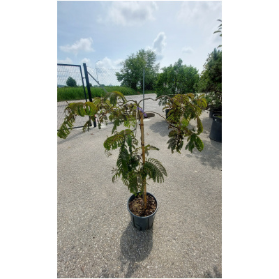 ALBIZIA JULIBRISSIN CHOCOLATE FOUNTAI