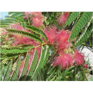 ALBIZIA JULIBRISSIN