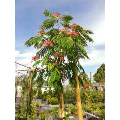 ALBIZIA JULIBRISSIN