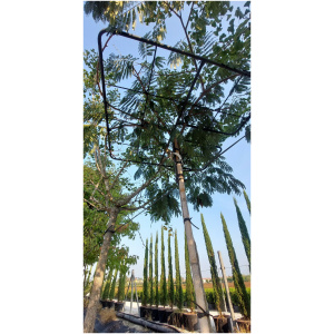 ALBIZIA JULIBRISSIN K45