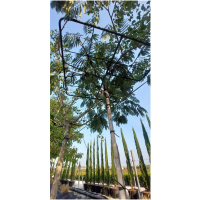 ALBIZIA JULIBRISSIN K45