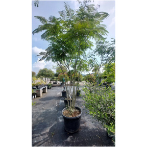 ALBIZIA JULIBRISSIN K55