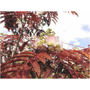 ALBIZIA JULIBRISSIN SUMMER CHOCOLATE