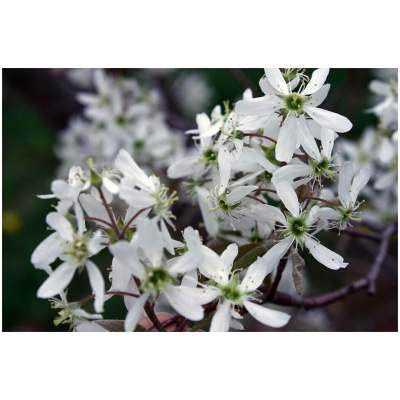 AMELANCHIER ARBOREA ´ROBIN HILL´