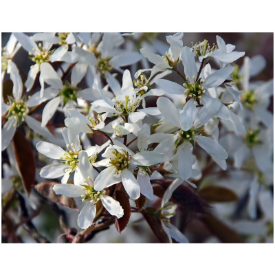 AMELANCHIER LAMARCKII