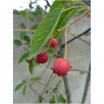 Amelanchier - MARTIN