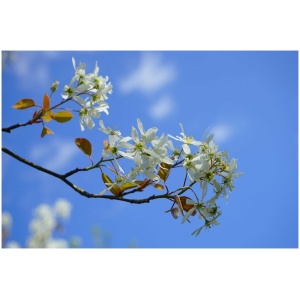 Amelanchier - SMOKEY