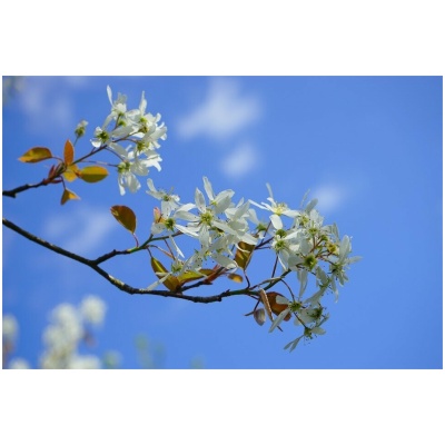 Amelanchier - SMOKEY