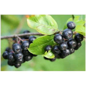 Aronia Nero