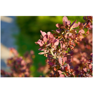 BERBERIS THUNBERGII ´ATROPURPUREA NANA´