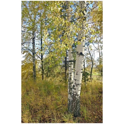 BETULA ALBA K30 200-250