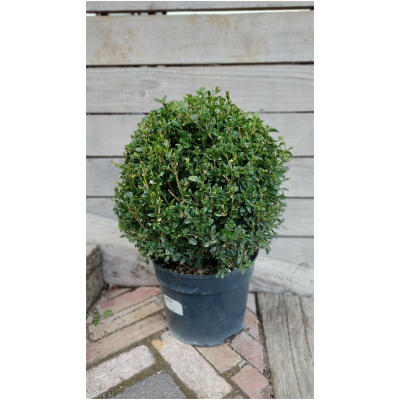 BUXUS SEMPERVIRENS´