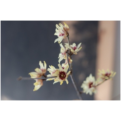 CALYCANTHUS PRAECOX