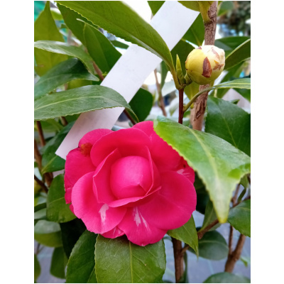 CAMELLIA JAPONICA BICOLORE