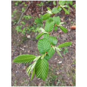 CARPINUS BETULUS PYRAMIDALIS K35