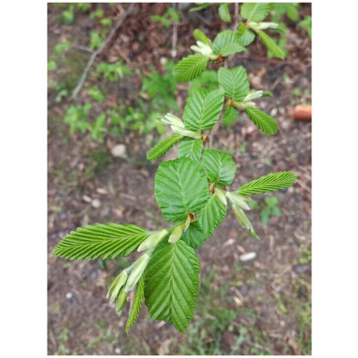 CARPINUS BETULUS PYRAMIDALIS K35