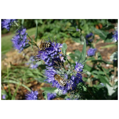 CARYOPTERIS CLADONENSIS