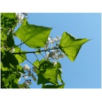 CATALPA BUNGEII NANA