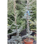 CEDRUS ATLANTICA ´GLAUCA´ 80/100