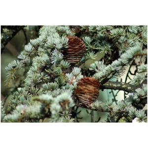 CEDRUS DEODARA ´PENDULA´