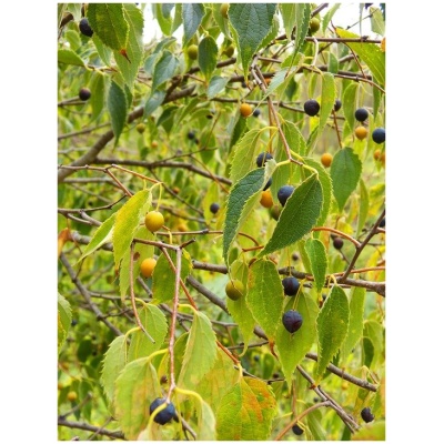 CELTIS AUSTRALIS