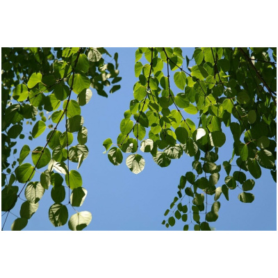 CERCIDIPHYLLUM JAPONICUM