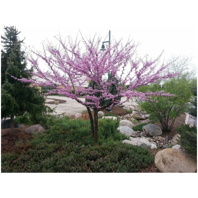 CERCIS CANADENSIS PINK POM POMS