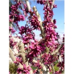 CERCIS CANADENSIS ´LAVANDER TWIST´