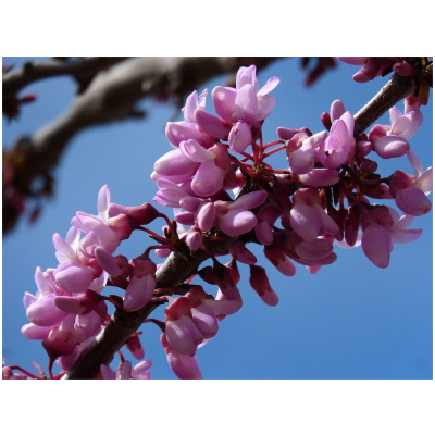 CERCIS SINENSIS AVONDALE