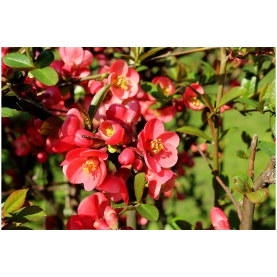 CHAENOMELES ´PINK QUEEN´