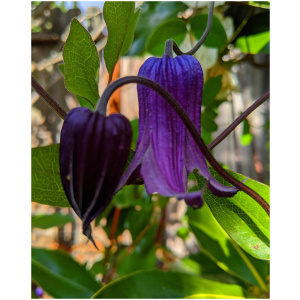 Clematis Alpenwaldrebe