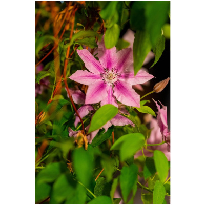 Clematis Ernest Markham