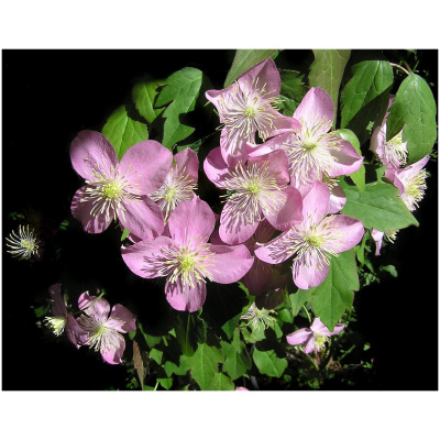 Clematis HAGLEY HYBRID