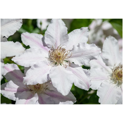 Clematis John Paul II