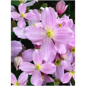 Clematis RUBENS