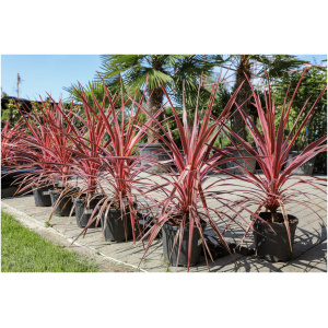 CORDYLINE