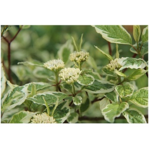 CORNUS ALBA ´SIBIRICA VARIEGATA´